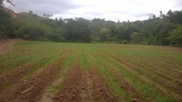 Apresentação aos produtores rurais do município a plantação de Capiaçu
